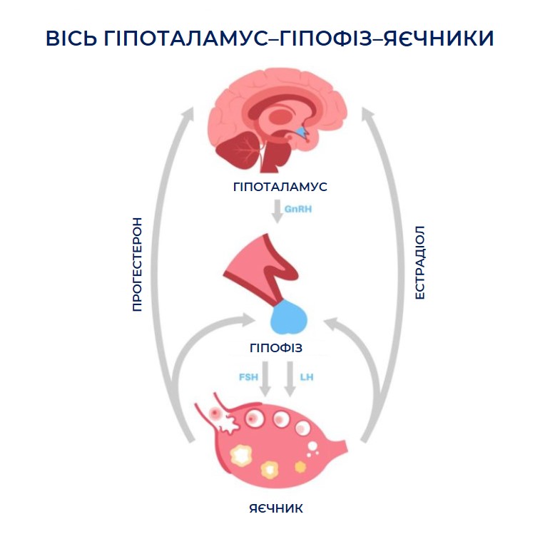 вісь