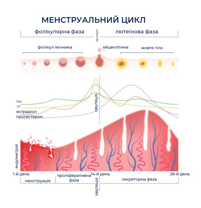 цикл