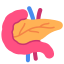 pancreas