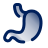 stomach